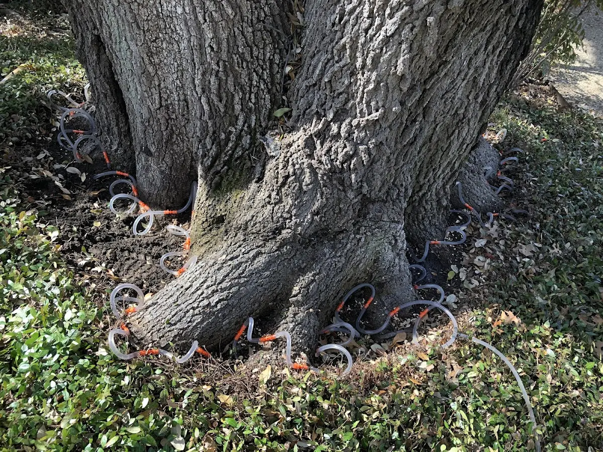 Detailed Tree Cabling and Bracing job site in Nebo