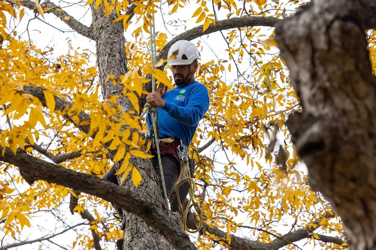 Skilled Tree Transplanting crew working in Nebo